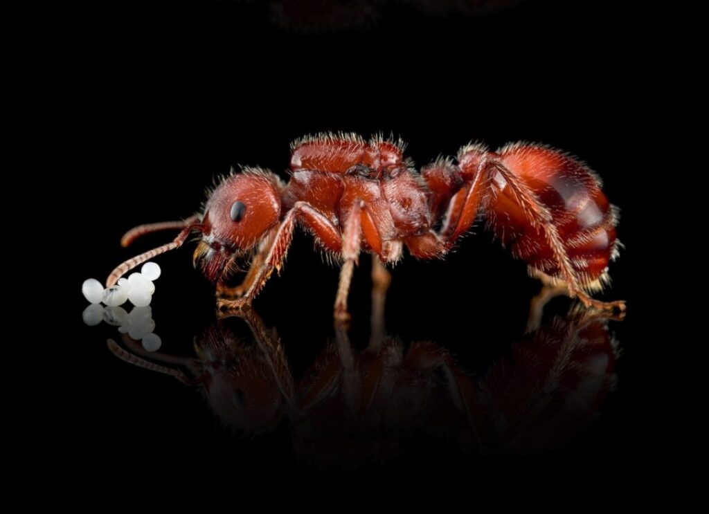 Hormiga Pogonomyrmex.jpg